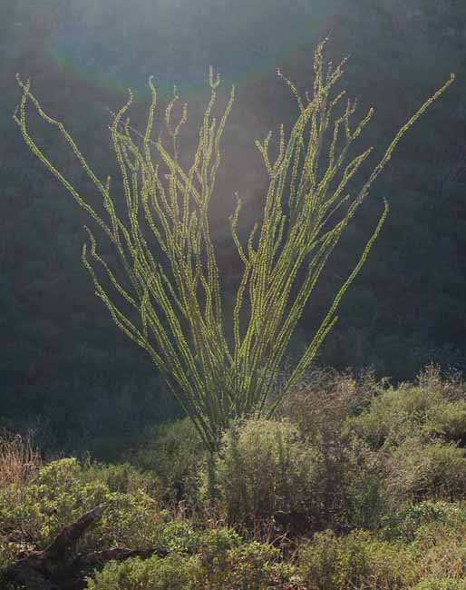 Ocotillo silhouetted